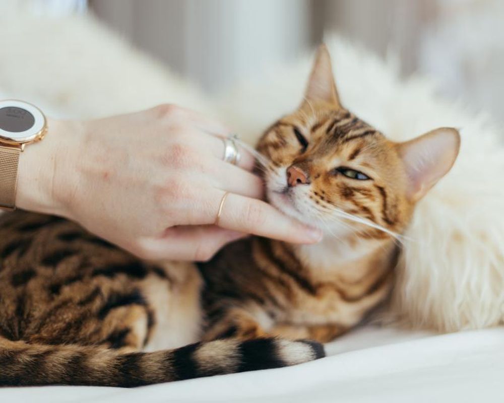 Gato recebendo carinho da tutora