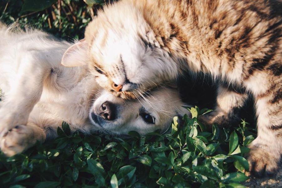 Cachorro e gato deitados juntos na grama